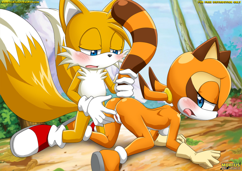 anthro bbmbbf blush furry hedgehog marine_the_raccoon miles_"tails"_prower mobius_unleashed multiple_tails palcomix sega sonic_(series) sonic_team sonic_the_hedgehog_(series) tail