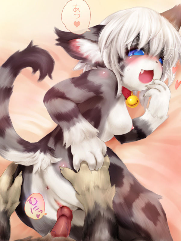 ass bed bell bell_collar blue_eyes blush breasts cat claws collar furry hair heart nipples no_humans nude open_mouth penis pussy sex short_hair sideboob tail tashiro_yuu text vaginal white_hair