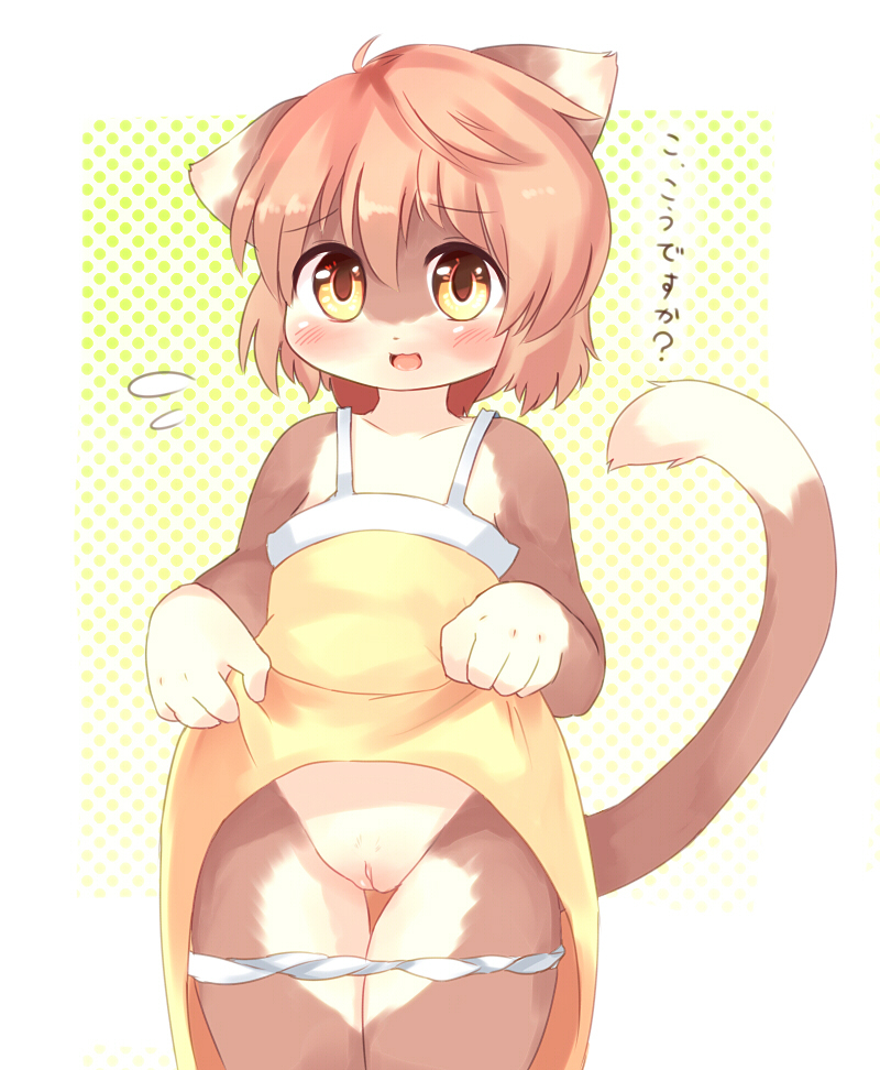 2010 blush brown_hair cat cub dress feline female furry hair looking_at_viewer mcdonnell-douglas open_mouth panties pussy short_hair solo translated underwear