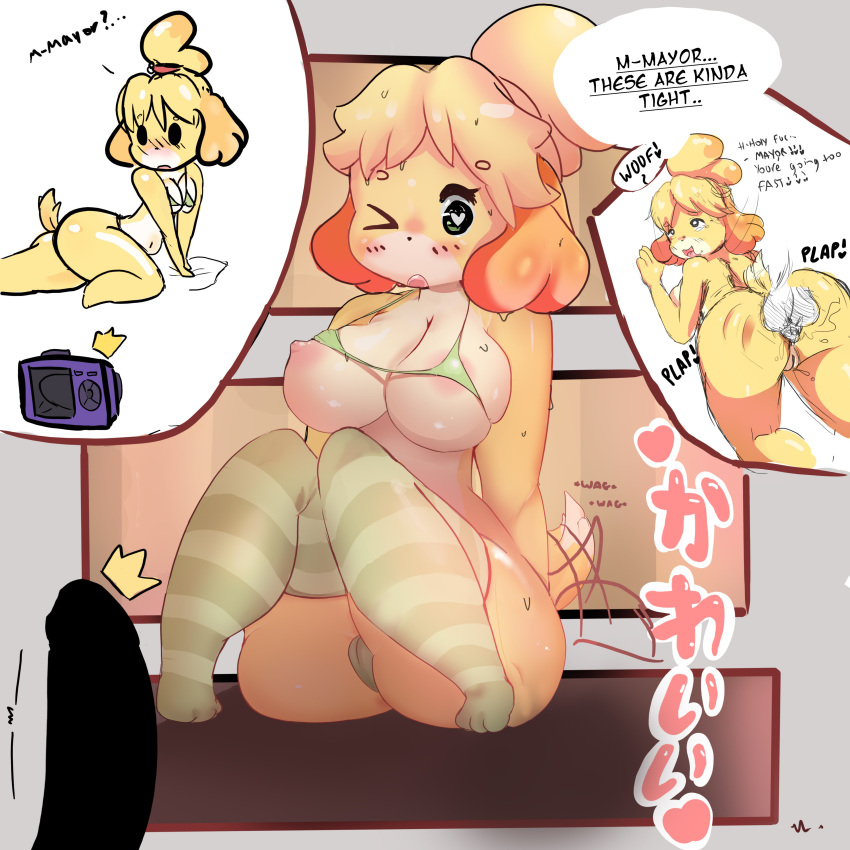 &lt;3 1girl absurd_res anal anal_penetration animal_crossing anthro bikini blush breasts canine clothing dialogue disembodied_penis duo english_text erection female_focus female_penetrated furry high_res humanoid_penis isabelle_(animal_crossing) legwear looking_at_penis male male/female male_penetrating mammal nintendo nipples penetration penis pussy sitting solo_focus stockings swimsuit tanuk_kun text thick_thighs video_games