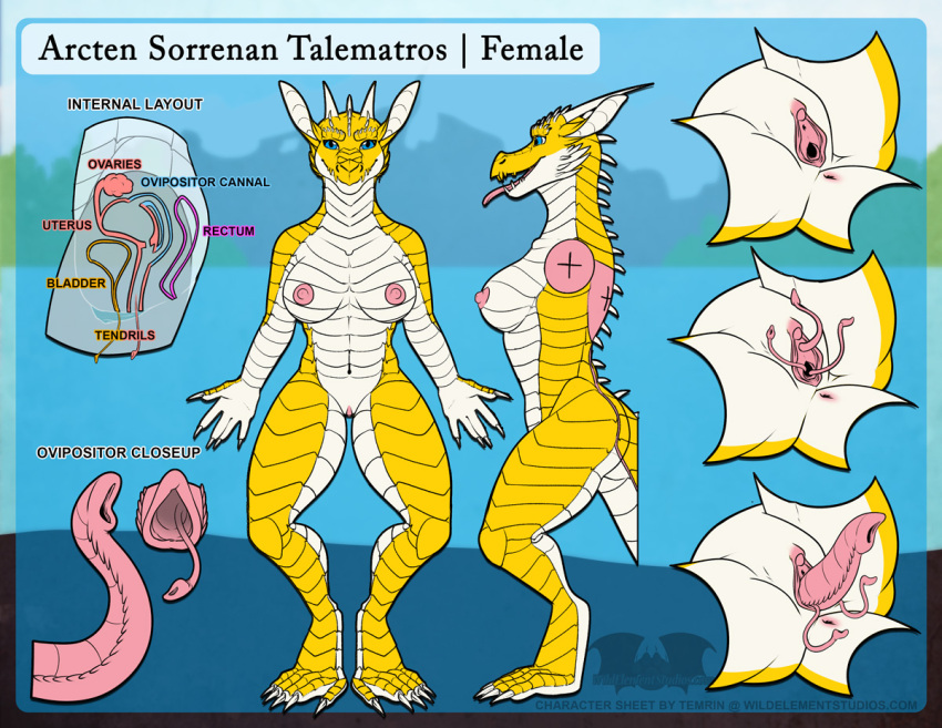 arcten character_name character_sheet reference_sheet scalie temrin