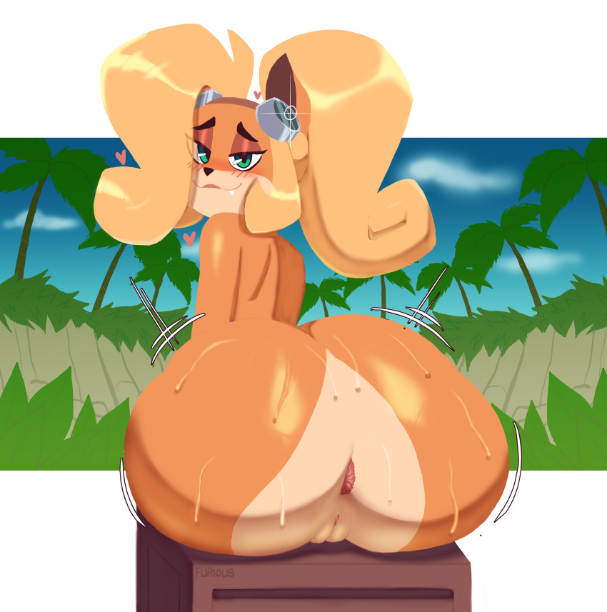 1girl activision alluring anthro anus aroused ass bandicoot big_ass blonde_hair blush bottom_heavy bubble_butt coco_bandicoot countershade_face countershade_torso countershading crash_(series) crash_bandicoot_(series) crate dat_ass eyewear eyewear_on_head fang furry genitals goggles goggles_on_head green_eyes hair half-closed_eyes heart huge_ass long_hair looking_at_viewer looking_back looking_back_at_viewer mammal marsupial multicolored_body multicolored_face multicolored_skin narrowed_eyes naughty_face orange_body orange_skin partially_visible_anus ponytail pussy rear_view sexy sexy_ass sexy_body sitting smile smiling_at_viewer sweat sweaty sweaty_butt tan_body tan_countershading tan_skin thick_ass tied_hair two_tone_body two_tone_face two_tone_skin zr_furious