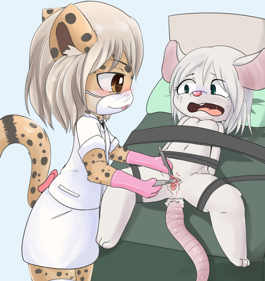 1girl adult anthro cheetah circumcision clitoris furry hospital labias medical mouse scalpel