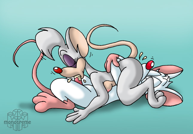 animaniacs billie brainsister pinky pinky_and_the_brain.