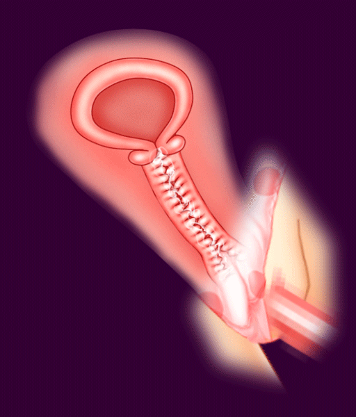 animated beastiality censored cross_section gif penis pussy sex uterus vagi...