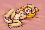 1girl animal_crossing anthro bed black_eyes black_nose blonde_hair blush breasts canine dog fur furry hair isabelle_(animal_crossing) looking_at_viewer mammal navel nintendo on_bed one_eye_closed open_mouth presenting presenting_pussy pussy spread_legs spreading tongue unknown_artist video_games yellow_fur rating:Explicit score:4 user:Furry_Love