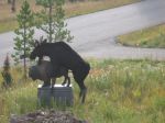  moose statue tagme 