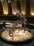  dinosaur fossil inanimate skeleton tyrannosaurus 