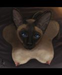 dark feline furry raunchyfox_(artist) siamese_cat tagme 