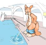 artist_request kangaroo male pants_down peeing swimming_pool urine