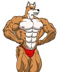  fox fox_mccloud male muscle nipples pecs solo transparent 