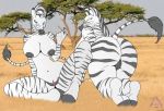  african all_fours ass bent_over big_ass big_breasts blue_eyes breasts closed_eyes equine female hooves huge_breasts monochrome nude original original_character photo_background presenting pussy raised_tail savanna stripes tail ticklishways zack_dragon zackdragon_(artist) zebra zp92 