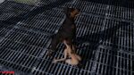 3d ass beastiality cum_in_mouth dog fellatio stockings zoophilia 
