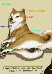  anatomically_correct anus canine dog doge looking_at_viewer mammal meme pussy text unknown_artist 