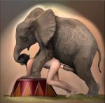  elephant female nude sex zoo 