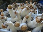  food fungus inanimate mushroom 