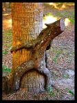  inanimate nature outdoors tree wood 